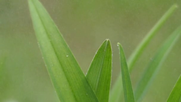 The Drops of Rain Fall on the Grass. the Action Closeup. — Stock Video