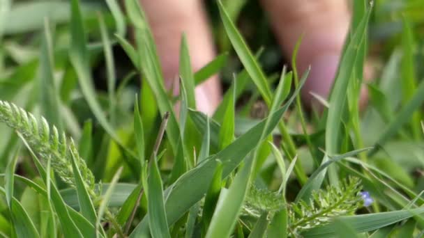 Mano toque la hierba y tener un buen sentimiento . — Vídeos de Stock