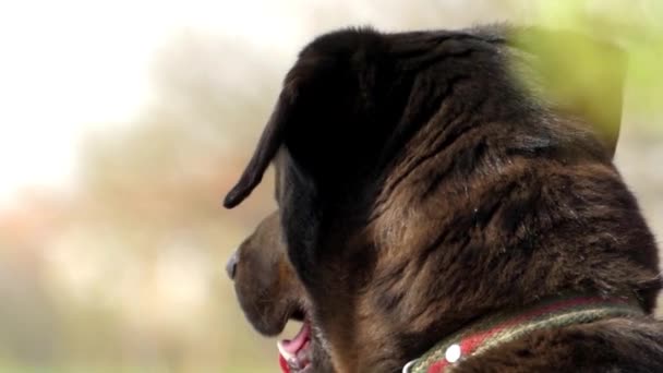 Chien de garde noir assis dans la rue. Gros plan . — Video