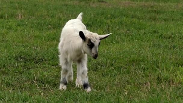 Eine schöne kleine Ziege bewegt sich in Zeitlupe. — Stockvideo