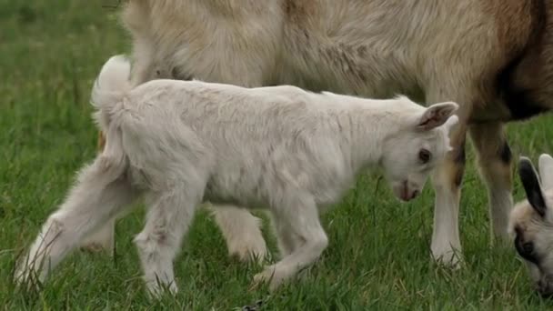 Dvě malé kozí odřeniny na hřišti v pomalém pohybu. — Stock video