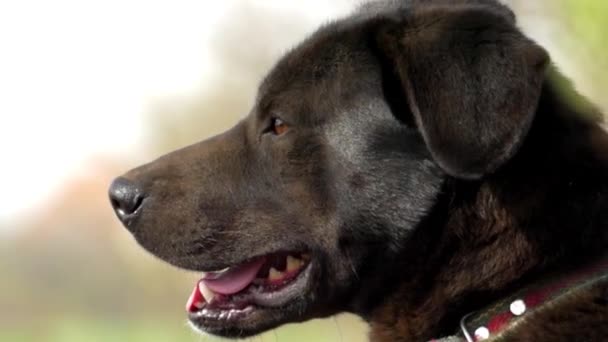 Sokakta oturan siyah bekçi köpeği. Yakın çekim. — Stok video