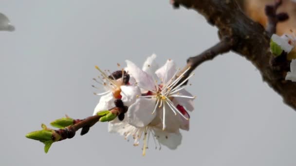 春の木の花。クローズ アップ. — ストック動画