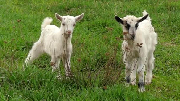 Cabritinhos engraçados brincando no campo e pulando. Movimento lento . — Vídeo de Stock