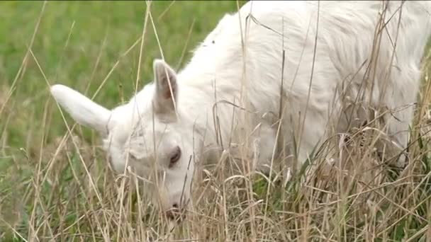 Een mooie kleine geit verplaatsen in Slow Motion. — Stockvideo