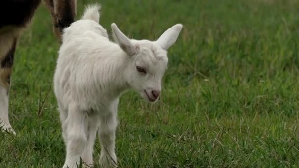 Funny Little Goats jugando en el campo y saltando. Moción lenta . — Vídeos de Stock