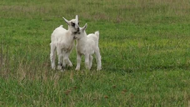 Grappige kleine geiten spelen op het veld en springen. Slow Motion. — Stockvideo