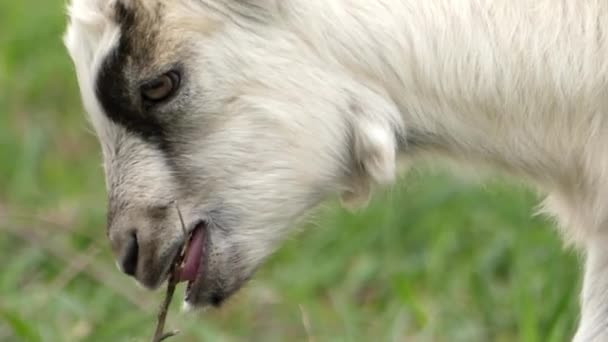 Jolie petite chèvre mâcher la brindille. Gros plan . — Video