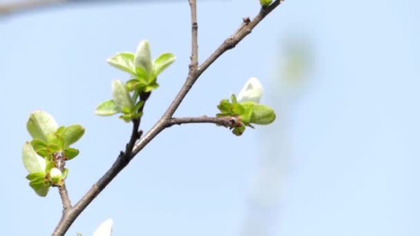 Bloesem van de boom in het voorjaar. Close-up. — Stockvideo