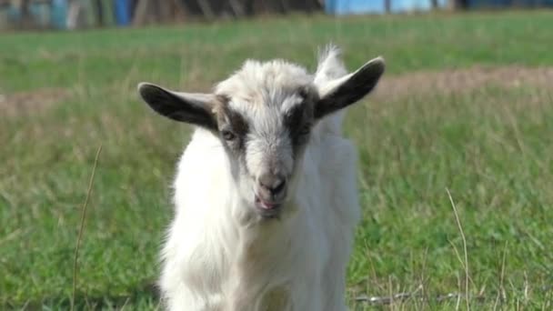 Petite chèvre mignonne au ralenti sur le terrain . — Video