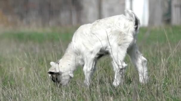 White Little Goat Grazing no campo . — Vídeo de Stock