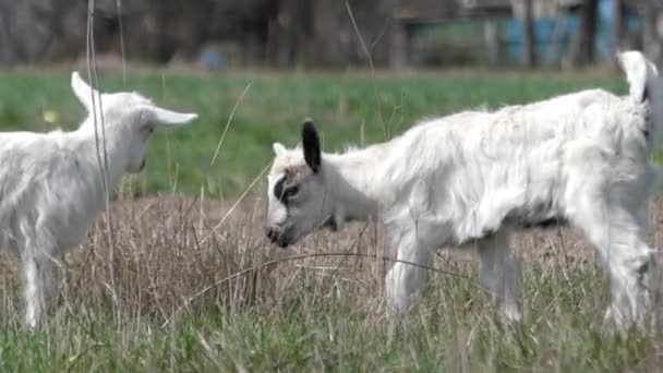 White Little Goat Grazing in the Field. — Stock Video