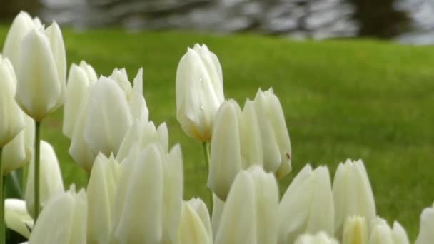 Hermosos tulipanes blancos en el parque de flores . — Vídeo de stock