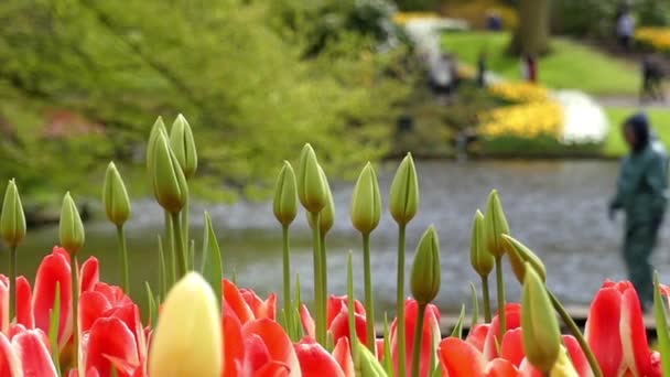 Krásné tulipány v parku květy.