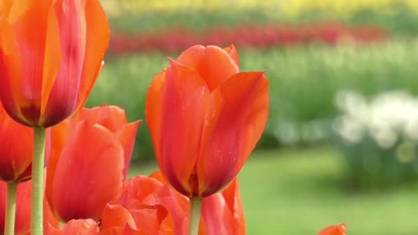 Delightful Red Tulips in Park Flowers. — Stock Video