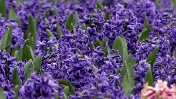 Hyacinth v Flower Park. — Stock video