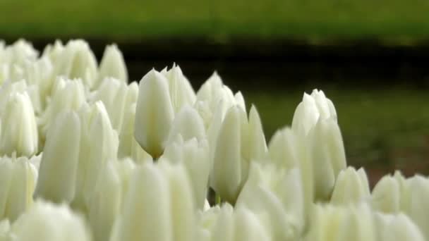 Hermosos tulipanes blancos en el parque de flores . — Vídeos de Stock