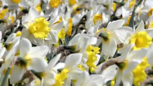 Witte Narcissus zwaaiend in de Wind. — Stockvideo