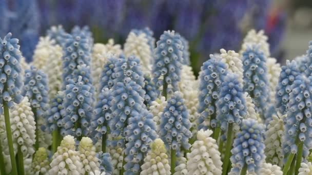 Små blommor Muscari. — Stockvideo