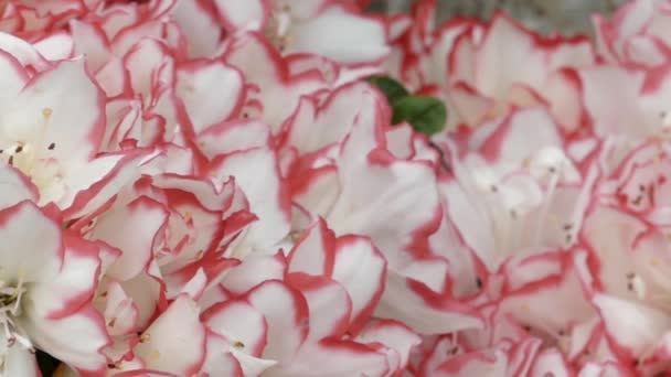 Bloemblaadjes van rode bloemen close-up. Bedrading van de camera 's. — Stockvideo