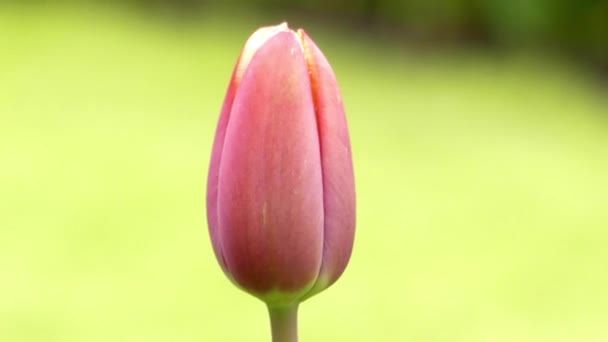 Un tulipano isolato nel parco ondeggiante nel vento . — Video Stock
