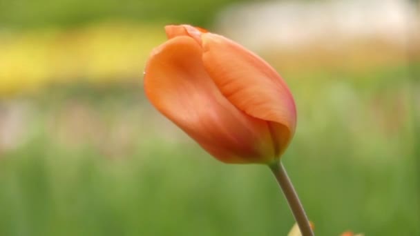 Satu Tulip mengisolasi di taman bergoyang dalam angin . — Stok Video