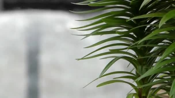 Leaves of Lily in the Foreground and in the Background the Fountain. — Stock Video