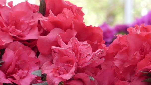 Bloemblaadjes van rode bloemen close-up. Bedrading van de camera 's. — Stockvideo