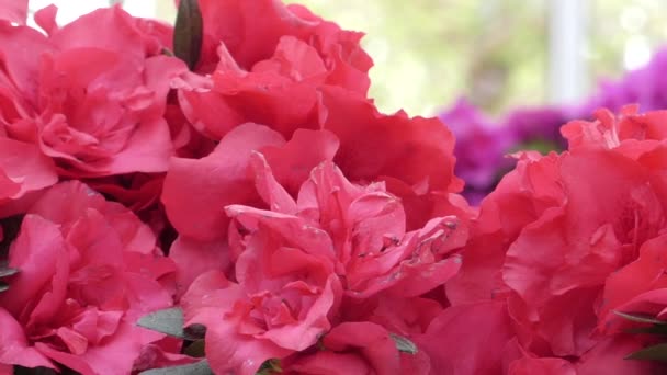 Blütenblätter roter Blumen in Nahaufnahme. Verkabelung der Kameras. — Stockvideo