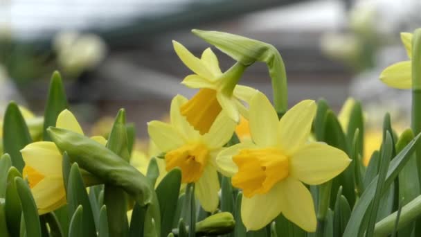 Το Daffodils στο πάρκο λουλουδιών. Κοντινό πλάνο. — Αρχείο Βίντεο