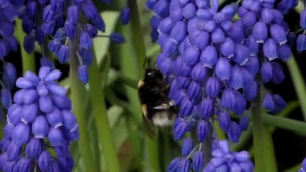 Hermosas flores pequeñas Muscari. Primer plano Shot . — Vídeos de Stock