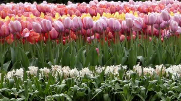 Flores fantásticas - Tulipanes plantados en el parque . — Vídeo de stock