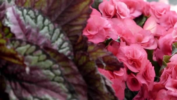 Hermosas flores rojas y azules. Enfoque . — Vídeo de stock