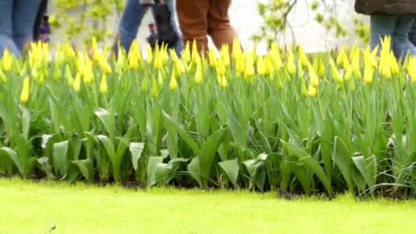 Tulips in Flower Park Keukenhof. — Stock Video