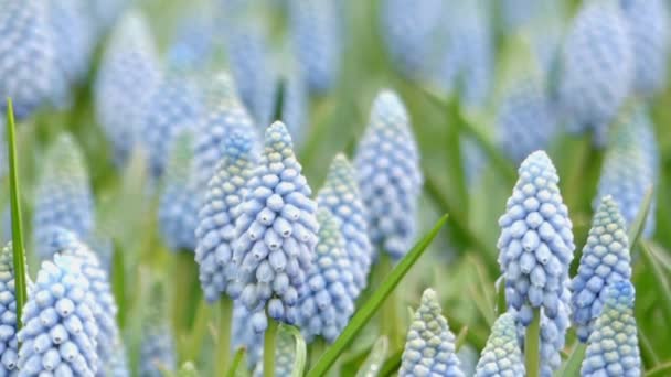 Hermosas flores pequeñas Muscari. Primer plano Shot . — Vídeos de Stock