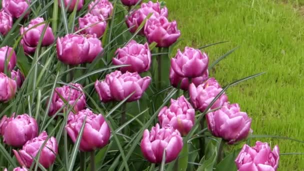 Härlig lila tulpaner i Park blommor. — Stockvideo