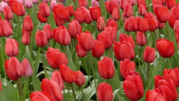 Ευχάριστο κόκκινες τουλίπες στο πάρκο λουλουδιών. — Αρχείο Βίντεο