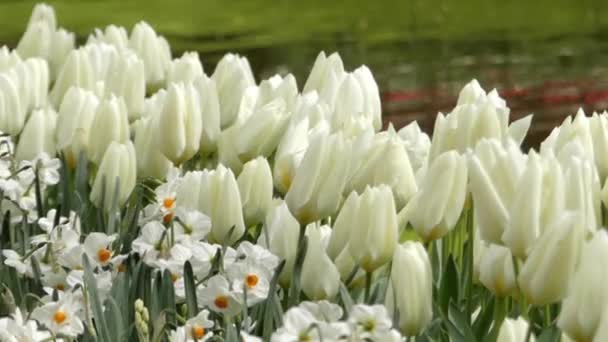 Schöne weiße Tulpen im Blumenpark. — Stockvideo