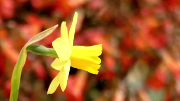 Un narcisse jaune se balançant dans le vent . — Video