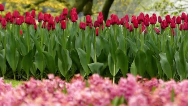 Délicieuses tulipes rouges dans les fleurs du parc . — Video