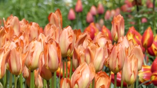 Fantastyczne kwiaty - tulipany, sadzone w parku. — Wideo stockowe