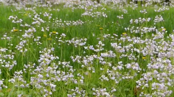 En matta av blommor vajar i vinden. — Stockvideo