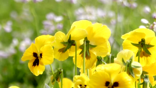 Fiore Pansy nel parco. Close up Colpo . — Video Stock