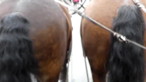 Kors två bruna hästar under promenad. — Stockvideo