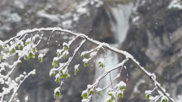 Météo neige dans la forêt de montagne . — Video