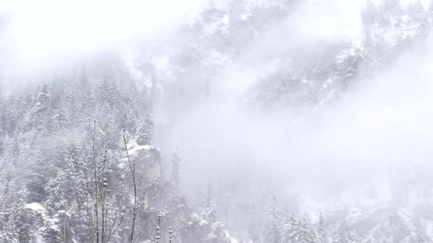 Снежная погода в горном лесу . — стоковое видео