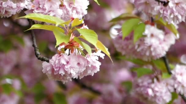 美しいピンクの桜のお花見. — ストック動画