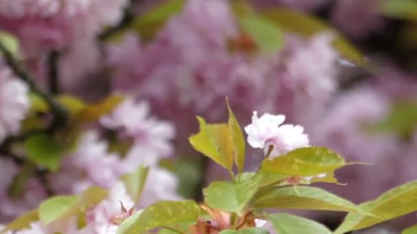 Mooie roze kersenbloesem close-up. — Stockvideo
