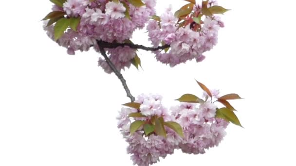 Krásná růžová třešeň květ Closeup. — Stock video