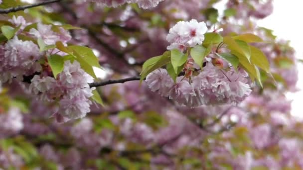 Vacker rosa körsbär blomma närbild. — Stockvideo